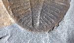Ogyginus corndensis (MURCHISON 1839) - Bild © FossNet FossilienStore